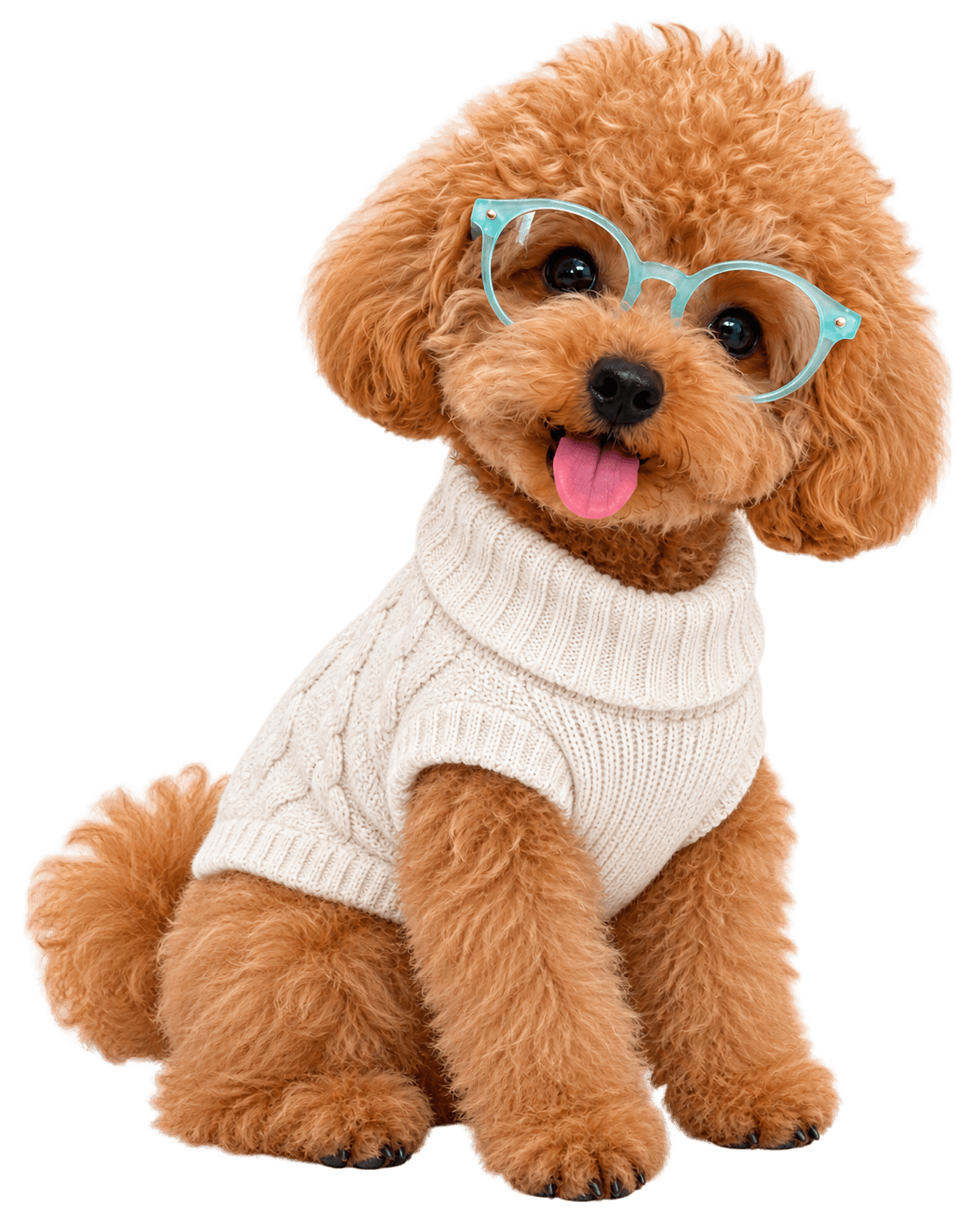 Poodle caramelo usando óculos e roupa confortável